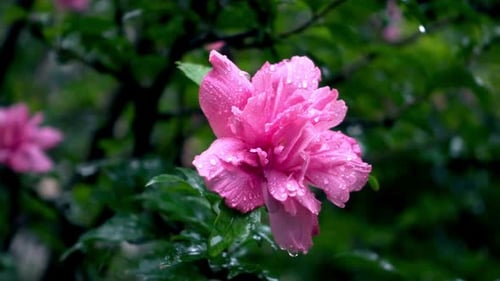 Cinematic View Of Beautiful Flower