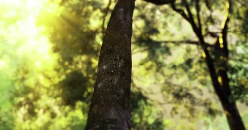 Sunlight Filtering Through Trees in a Serene Forest Setting