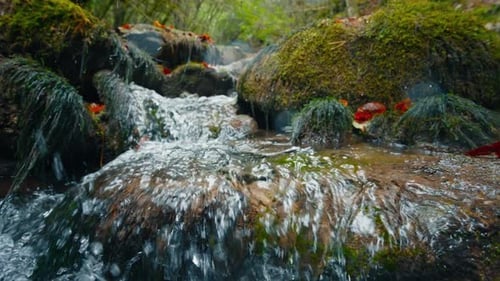 Closeup Slow Motion of Flowing Water in Mountain River or Creek on Rock and Moss
