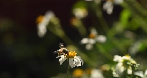 Bee Collecting Pollen from a Daisy Flower