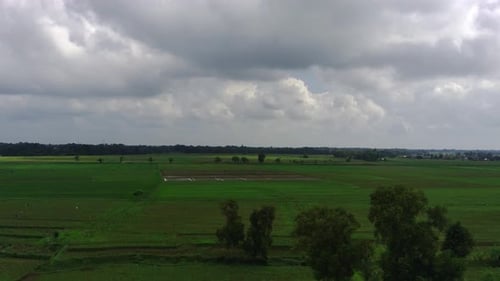 Drone View Of Rice Fields