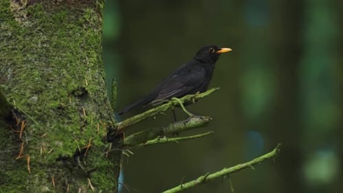 A small black bird perched on the branch of the tree.
