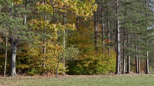 The beauty of the autumn leaves in the forest on a windy day.