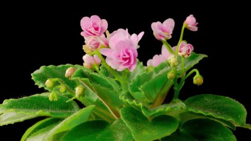 Time Lapse of Growing and Opening Pink Saintpaulia African Violet