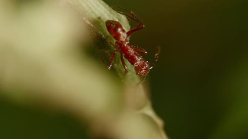 Nahaufnahme einer roten Blattschneiderameise, die auf ein Blatt klettert und ihre feinen Details in der Natur zur Geltung bringt