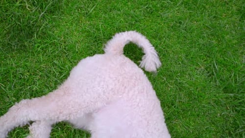 Dog Wagging Tail. White Dog Resting on Green Grass. White Labradoodle Lying