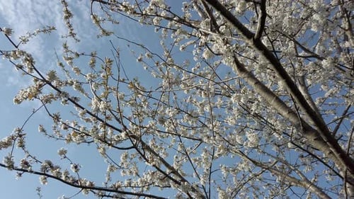Blooming tree with white flowers against blue sky, dolly shot, low angle
