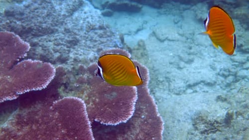 Butterflyfish Swimming Among Coral Reefs