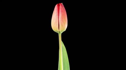 Time Lapse of a Red Tulip Blooming