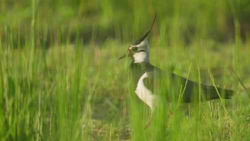 Elegant Lapwing Walking in Green Meadow Grass