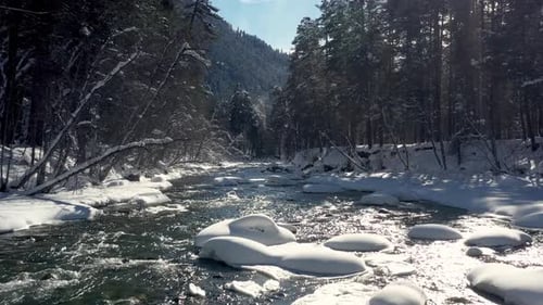 Beautiful snow scene forest in winter. Flying over of river and pine trees covered with snow.