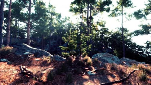 Sunlight Filtering Through Trees in a Serene Forest Landscape During Daytime