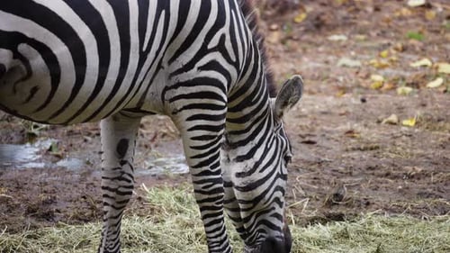 Zebra eating grass, side view