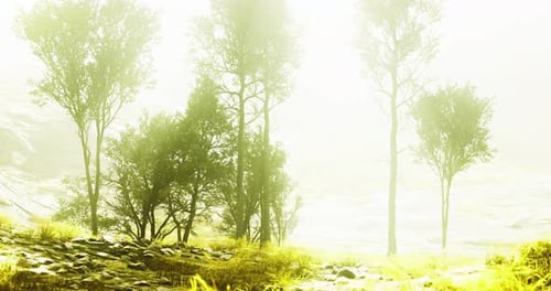 Les arbres et la lumière tamisée créent une atmosphère sereine dans un paysage brumeux