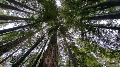 Looking Up Into Giant Redwood Trees In Muir Woods National Monument In California, USA. Low Angle Sh