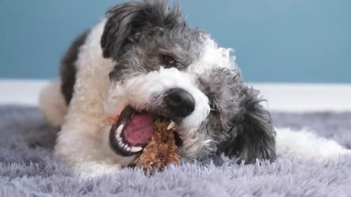 Adorable Dog Enjoys Chewing a Bone