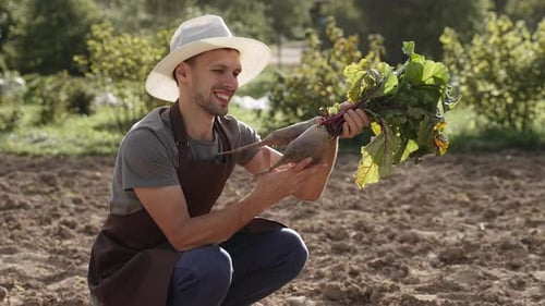 Farmer Happily Inspects Fresh Crop of Beets