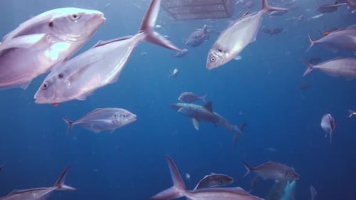 Great White Shark Carcharodon carcharias Neptune Islands South Australia slow motion 4k