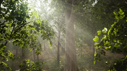 Forest Trees Nature Green Wood Sunlight View