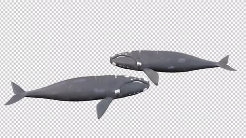 Two Gray Whales Swimming Left with Transparent Background