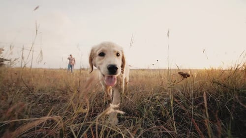 Golden Retriever Puppy Running Through Field at Sunset