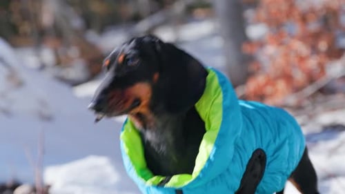 Dachshund Dog Wearing Coat Standing in the Snow