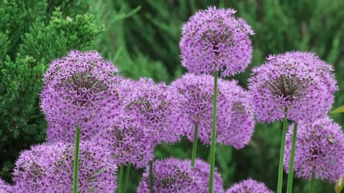 Balls of blossoming Allium flowers