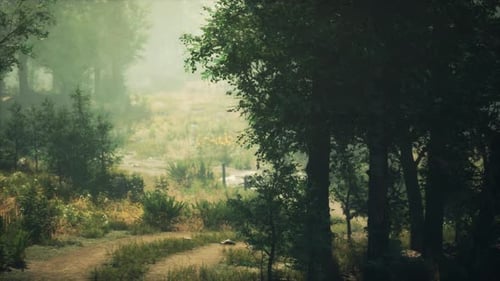A Serene Forest Pathway Surrounded By Lush Green Trees
