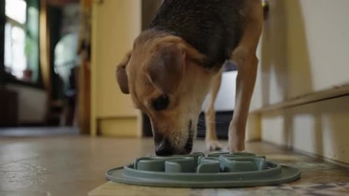 Dog Eating Food from Blue Patterned Pet Bowl