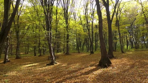 Forward aerial moving view of forest trees in autumn
