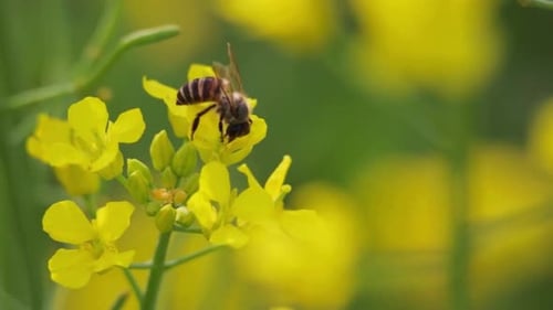 Bee Pollinating Yellow Flowers in Rural Garden