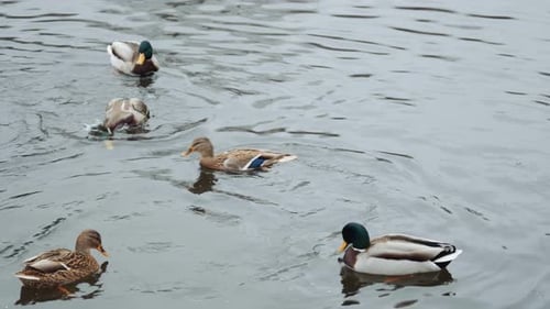 Duck dives in winter in an ice-free pond