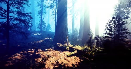 Mysterious Forest Illuminated By Beams of Light During Early Morning Hours