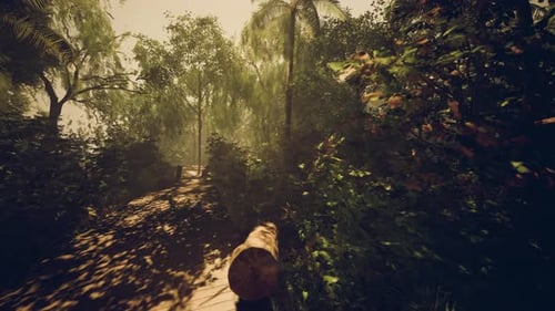 Evening Sunlight Enhances Textured Features of Forest Path Surroundings