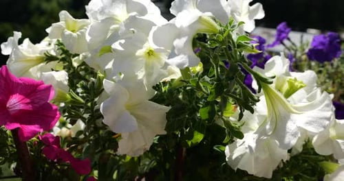 Balcony box with pink, purple and white petunia against the backdrop of a green forest