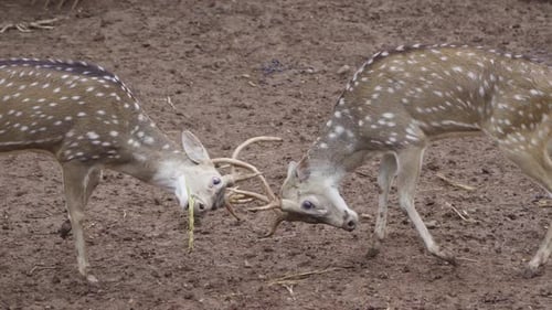 spotted deer