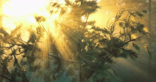 Sunlight Filtering Through Trees in a Tranquil Forest During Early Morning