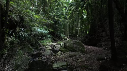 Slowly moving down a moss covered tropical stream hidden deep amongst a pristine rainforest mountain