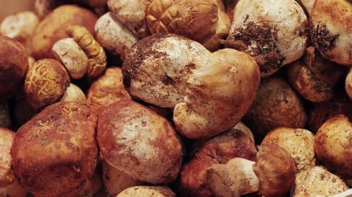 Pile of Freshly Picked Wild Mushrooms Close Up