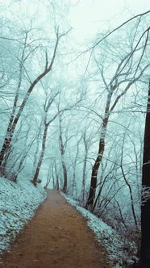 Serene Winter Forest Path Lined with Frost-Covered Trees and Enveloped in Mystical Morning Fog