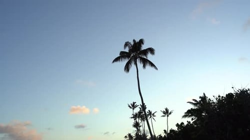 Palm Trees Silhouetted at Tropical Sunrise