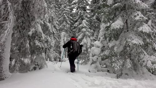 Hiker With Backpack Walking In Mountain Winter Forest, Covered With Deep Snow