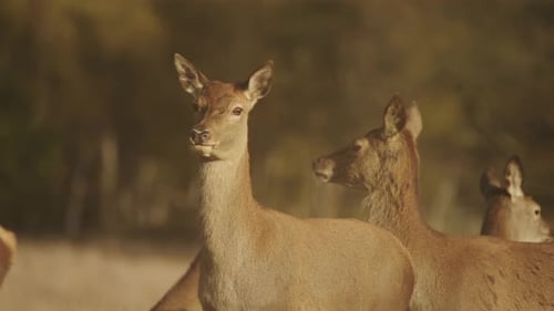Close Up of Beautiful Colourful Female Deer Standing Staring in Deer herd, Group of Deer Stood in Fo