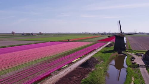 Aerial view of tulip fields, windmill, tractor, Netherlands.