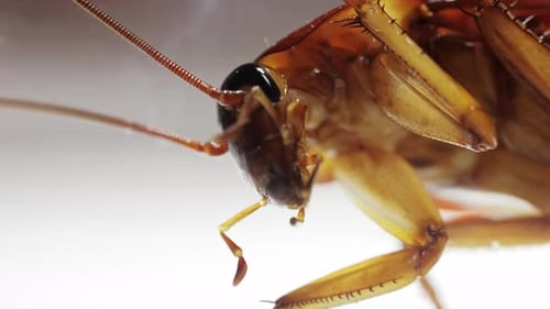 Detailliertes Bild einer Kakerlake auf weißem Hintergrund, das ihre Eigenschaften und Merkmale hervorhebt