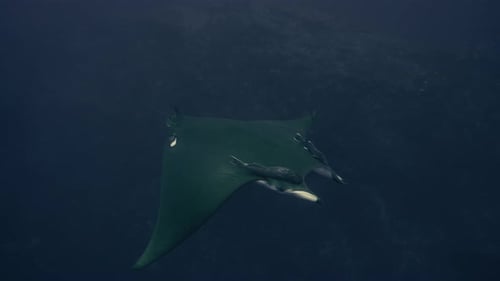 Large Manta Ray swims through the Atlantic ocean under diver in slow motion