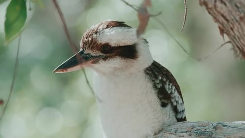 A Kookaburra sitting on a branch.
