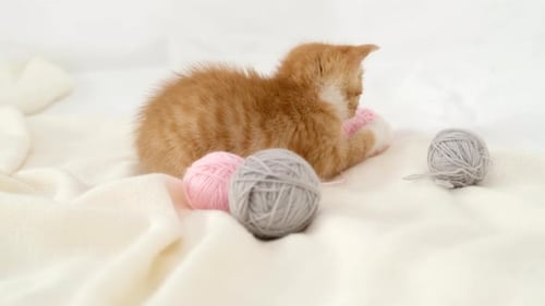 Playful Kitten Playing with Yarn on White Blanket