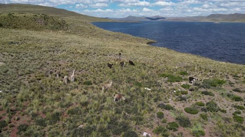 Lamaherden grasen an der zerklüfteten Küste des Altiplano-Sees im Süden Perus