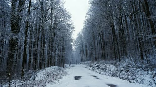 Camera Movement on the Snowy Road in the Forest It's Snowing